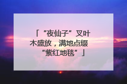 “夜仙子”叉叶木盛放，满地点缀“紫红地毯”