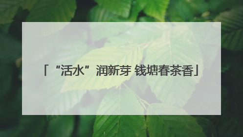 “活水”润新芽 钱塘春茶香