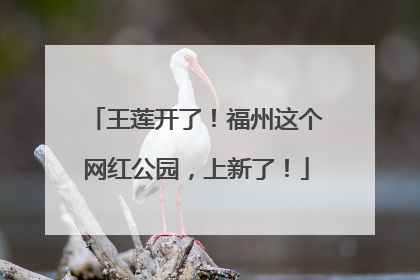 王莲开了！福州这个网红公园，上新了！
