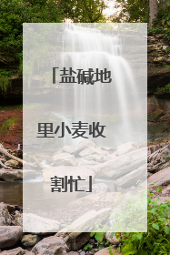 盐碱地里小麦收割忙