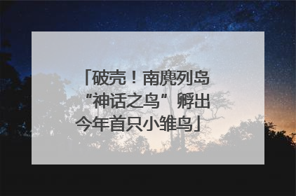 破壳！南麂列岛“神话之鸟”孵出今年首只小雏鸟