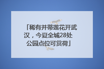 稀有并蒂莲花开武汉，今夏全城28处公园点位可赏荷