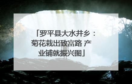 罗平县大水井乡：菊花栽出致富路 产业铺就振兴图