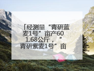 经测量“青研蓝麦1号”亩产601.68公斤，“青研紫麦1号”亩产671公斤