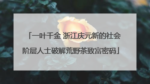 一叶千金 浙江庆元新的社会阶层人士破解荒野茶致富密码