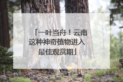 一叶当舟！云南这种神奇植物进入最佳观赏期