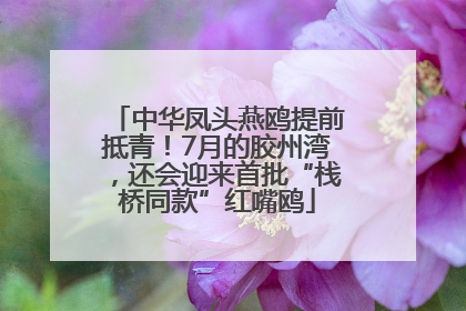 中华凤头燕鸥提前抵青！7月的胶州湾，还会迎来首批“栈桥同款”红嘴鸥