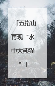 五指山再现“水中大熊猫”