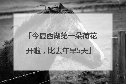 今夏西湖第一朵荷花开啦，比去年早5天
