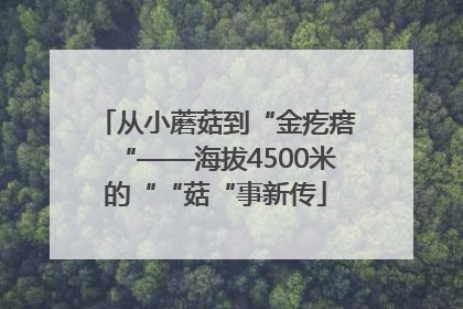 从小蘑菇到“金疙瘩“——海拔4500米的““菇“事新传