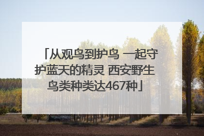 从观鸟到护鸟 一起守护蓝天的精灵 西安野生鸟类种类达467种