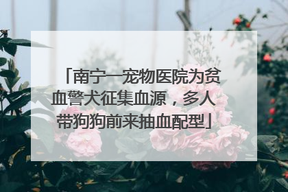 南宁一宠物医院为贫血警犬征集血源，多人带狗狗前来抽血配型
