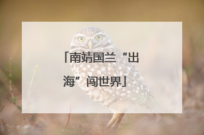 南靖国兰“出海”闯世界