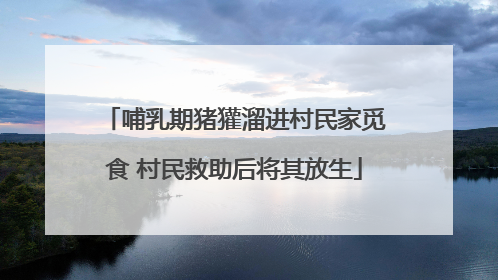 哺乳期猪獾溜进村民家觅食 村民救助后将其放生
