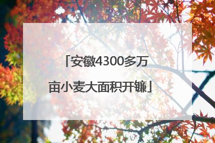 安徽4300多万亩小麦大面积开镰