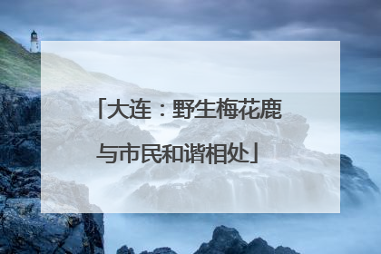 大连：野生梅花鹿与市民和谐相处