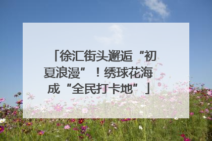 徐汇街头邂逅“初夏浪漫”！绣球花海成“全民打卡地”