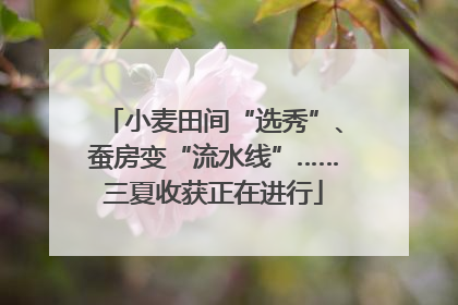 小麦田间“选秀”、蚕房变“流水线”……三夏收获正在进行