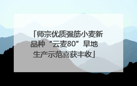 师宗优质强筋小麦新品种“云麦80”旱地生产示范喜获丰收