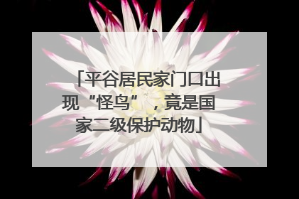 平谷居民家门口出现“怪鸟”，竟是国家二级保护动物
