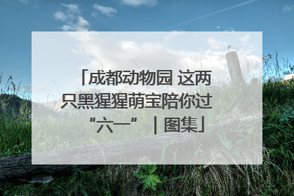 成都动物园 这两只黑猩猩萌宝陪你过“六一”｜图集