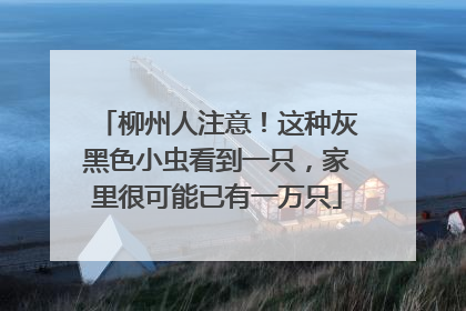 柳州人注意！这种灰黑色小虫看到一只，家里很可能已有一万只
