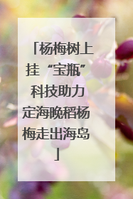 杨梅树上挂“宝瓶” 科技助力定海晚稻杨梅走出海岛