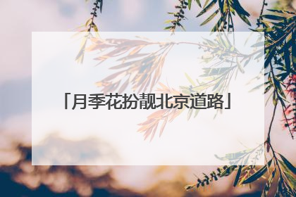 月季花扮靓北京道路