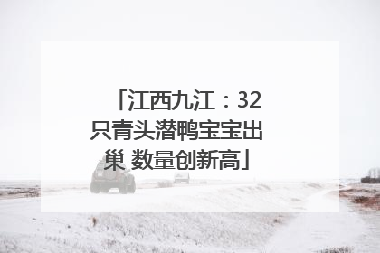 江西九江：32只青头潜鸭宝宝出巢 数量创新高