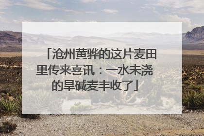 沧州黄骅的这片麦田里传来喜讯：一水未浇的旱碱麦丰收了