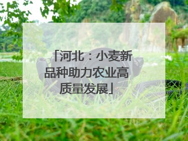 河北：小麦新品种助力农业高质量发展