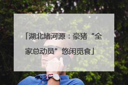 湖北堵河源：豪猪“全家总动员”悠闲觅食