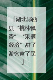 湖北郧西县“桃林飘香”“采摘经济”甜了游客富了民