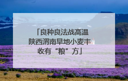良种良法战高温 陕西渭南旱地小麦丰收有“粮”方