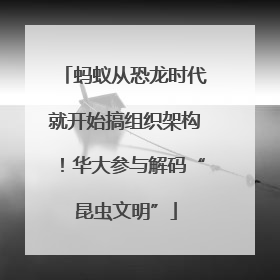 蚂蚁从恐龙时代就开始搞组织架构！华大参与解码“昆虫文明”