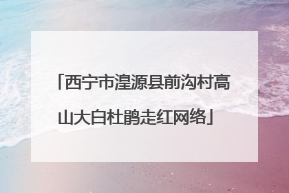 西宁市湟源县前沟村高山大白杜鹃走红网络