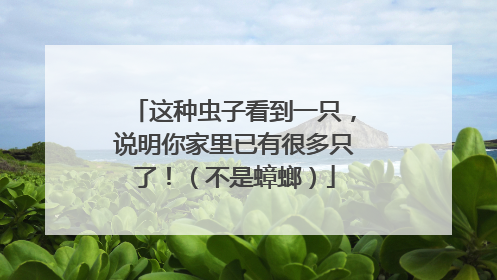 这种虫子看到一只，说明你家里已有很多只了！（不是蟑螂）