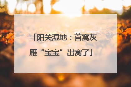 阳关湿地：首窝灰雁“宝宝”出窝了