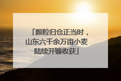 颗粒归仓正当时，山东六千余万亩小麦陆续开镰收获