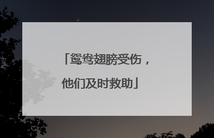 鸳鸯翅膀受伤，他们及时救助