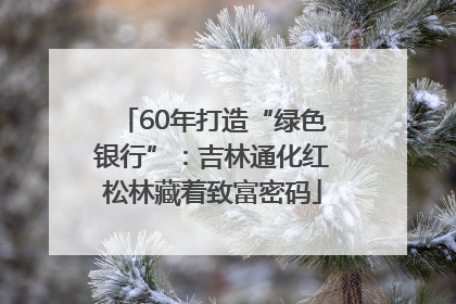60年打造“绿色银行”：吉林通化红松林藏着致富密码